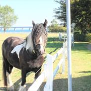 Irish Cob Doneen fan Kilewier