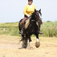 Irish Cob Doneen fan Kilewier