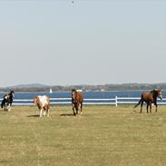 Irish Cob Doneen fan Kilewier