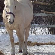 Anden særlig race Karla| Elevpony