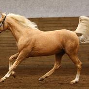 Palomino Mr Chap´s Highlight