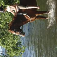 Anden særlig race Drummer (R.I.P.)