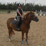 Anden særlig race Nicki