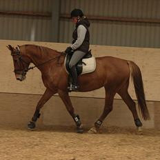 Anden særlig race Che'nelli