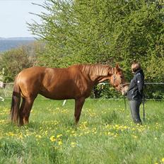Anden særlig race Che'nelli