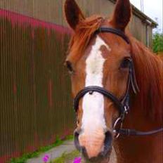 Anden særlig race Misty