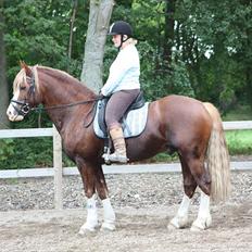 Welsh Cob (sec D) H-S Morning Star