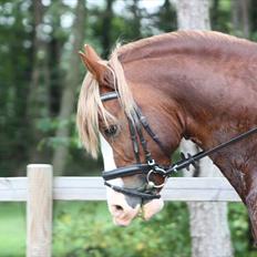 Welsh Cob (sec D) H-S Morning Star