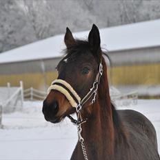 Dansk Varmblod Vorks Royal Treasure