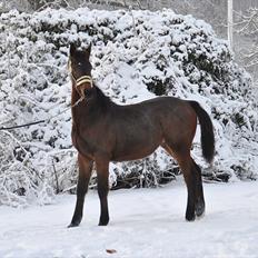 Dansk Varmblod Vorks Royal Treasure