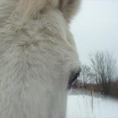 Anden særlig race † Sirbastian *soulmate* R.I.P †