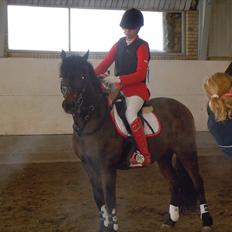 Hollandsk Sportspony Topgun