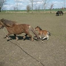 Miniature Olympia's Darling Delight