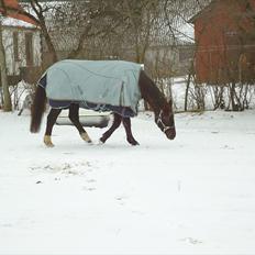 Dansk Varmblod marja light  R.I.P