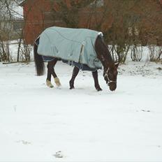 Dansk Varmblod marja light  R.I.P
