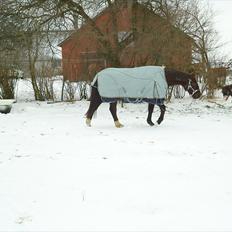 Dansk Varmblod marja light  R.I.P