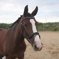 Dansk Varmblod Fifi<33