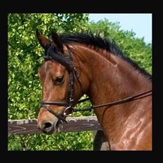 Dansk Varmblod Lady Misyl Cup