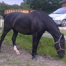 Oldenborg Aldrups Neganos