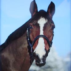 Pinto Marotts Paisha