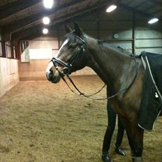 Pinto Marotts Paisha