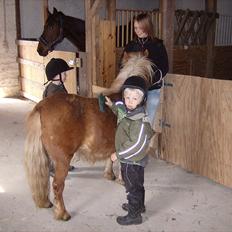 Shetlænder Chili (SOLGT)