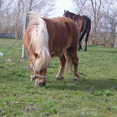 Shetlænder Chili (SOLGT)