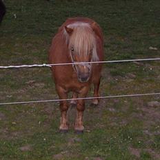 Shetlænder Chili (SOLGT)