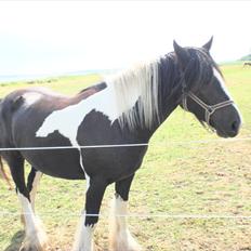 Irish Cob Doneen fan Kilewier