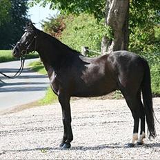 Welsh Pony af Cob-type (sec C) Broderigårdens Prins Ponto den ( s )kønne<3