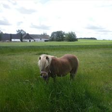 Shetlænder Sjap *Passer* - Solgt :(