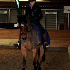 Irsk Sportspony Master Mind   A-pony 