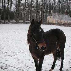 Welsh Cob (sec D) Gravens Theodora