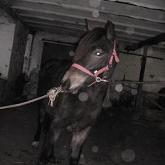 Welsh Cob (sec D) Gravens Theodora