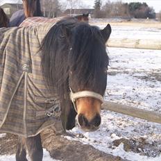 Dartmoor Innis Natron