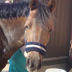 Welsh Pony (sec B) Låddenhøjs Misty