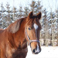 Anden særlig race Hjøllundgårds Castello