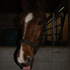 Anden særlig race Hjøllundgårds Castello