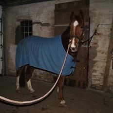 Anden særlig race Hjøllundgårds Castello