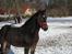 Welsh Cob (sec D) Gravens Theodora