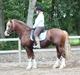 Welsh Cob (sec D) H-S Morning Star