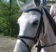 Connemara Bryanmore Boy <3 #mit et og alt#