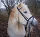 Haflinger Annabell