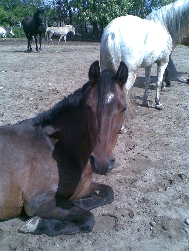 Anden særlig race Dixie billede 20