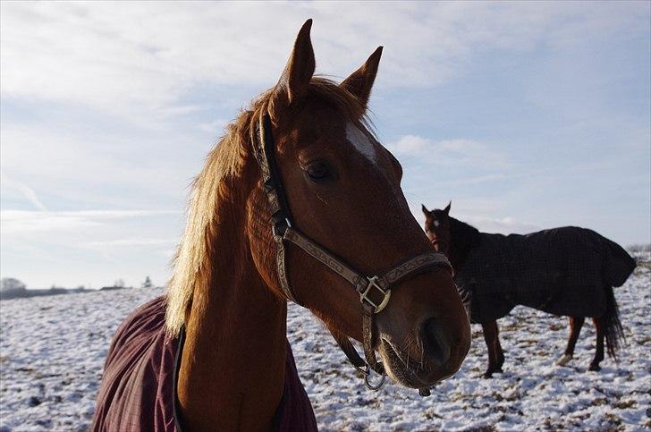 Frederiksborg Majse  - Vær ligeglad med hvad andre folk mener baby.
- for du vil altid være den bedste-ste i mine øjne<3 billede 4