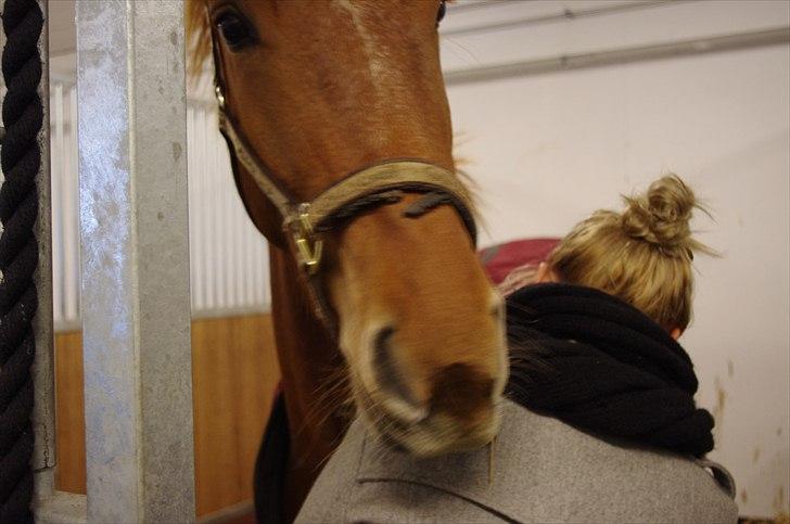 Frederiksborg Majse  - Jeg har gradt så mange tåre, for hvordan kan man være lykkelig, når man har taget sådan et dejligt menneske fra dig som din tidligere ejer. billede 6