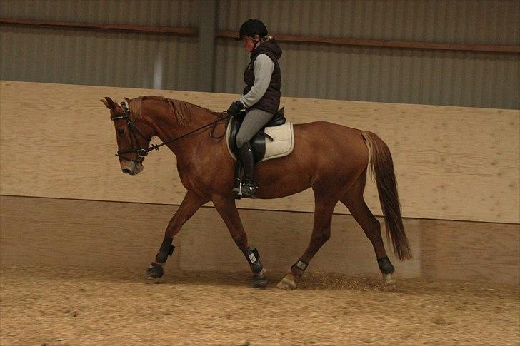 Anden særlig race Che'nelli billede 3