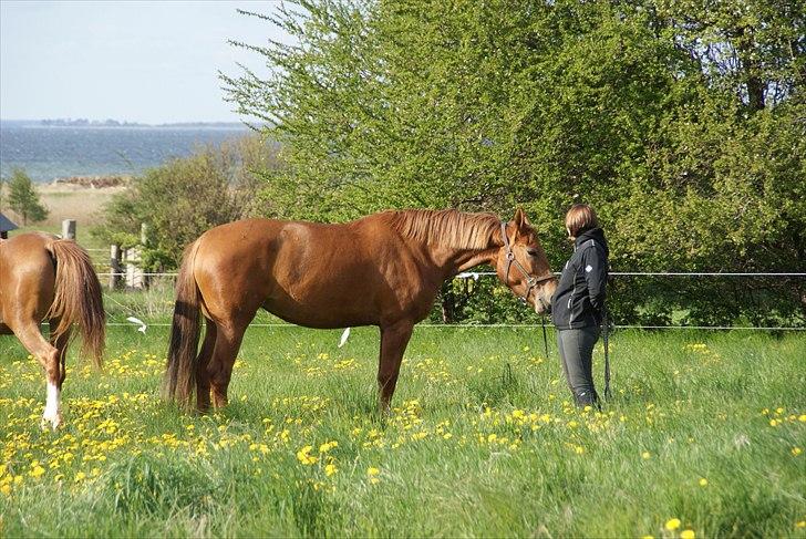Anden særlig race Che'nelli billede 2