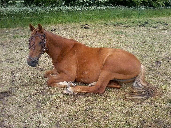 Anden særlig race Che'nelli billede 10