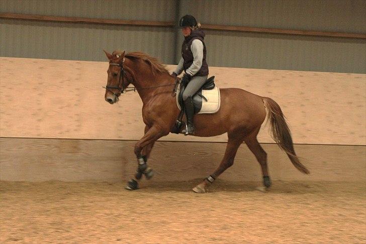 Anden særlig race Che'nelli billede 4